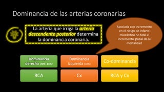 Dominancia de las arterias coronarias
Dominancia
derecha (70%- 85%)
RCA
Dominancia
izquierda (10%)
Cx
Co-dominancia
RCA y Cx
La arteria que irriga la arteria
descendente posterior determina
la dominancia coronaria.
Asociada con incremento
en el riesgo de infarto
miocárdico no fatal e
incremento global de la
mortalidad
 