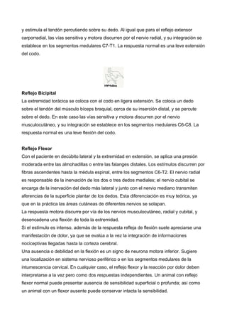 y estimula el tendón percutiendo sobre su dedo. Al igual que para el reflejo extensor
carporradial, las vías sensitiva y motora discurren por el nervio radial, y su integración se
establece en los segmentos medulares C7-T1. La respuesta normal es una leve extensión
del codo.




Reflejo Bicipital
La extremidad torácica se coloca con el codo en ligera extensión. Se coloca un dedo
sobre el tendón del músculo bíceps braquial, cerca de su inserción distal, y se percute
sobre el dedo. En este caso las vías sensitiva y motora discurren por el nervio
musculocutáneo, y su integración se establece en los segmentos medulares C6-C8. La
respuesta normal es una leve flexión del codo.


Reflejo Flexor
Con el paciente en decúbito lateral y la extremidad en extensión, se aplica una presión
moderada entre las almohadillas o entre las falanges distales. Los estímulos discurren por
fibras ascendentes hasta la médula espinal, entre los segmentos C6-T2. El nervio radial
es responsable de la inervación de los dos o tres dedos mediales; el nervio cubital se
encarga de la inervación del dedo más lateral y junto con el nervio mediano transmiten
aferencias de la superficie plantar de los dedos. Esta diferenciación es muy teórica, ya
que en la práctica las áreas cutáneas de diferentes nervios se solapan.
La respuesta motora discurre por vía de los nervios musculocutáneo, radial y cubital, y
desencadena una flexión de toda la extremidad.
Si el estímulo es intenso, además de la respuesta refleja de flexión suele apreciarse una
manifestación de dolor, ya que se evalúa a la vez la integración de informaciones
nociceptivas llegadas hasta la corteza cerebral.
Una ausencia o debilidad en la flexión es un signo de neurona motora inferior. Sugiere
una localización en sistema nervioso periférico o en los segmentos medulares de la
intumescencia cervical. En cualquier caso, el reflejo flexor y la reacción por dolor deben
interpretarse a la vez pero como dos respuestas independientes. Un animal con reflejo
flexor normal puede presentar ausencia de sensibilidad superficial o profunda; así como
un animal con un flexor ausente puede conservar intacta la sensibilidad.
 