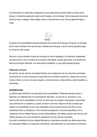 A continuación se estimula la deglución ya sea ejerciendo presión sobre el dorso de la
lengua o mediante palpación externa del hioides y de la laringe. Como respuesta el animal
cierra la boca y deglute. Este reflejo valora conjuntamente a los nervios glosoforingeo y
vago.




El gusto es la sensibilidad especial aferente del cuerpo de la lengua. El gusto es recogido
por el nervio facial en los dos tercios rostrales de la lengua, y por el nervio glosofaríngeo
en el tercio más caudal.


Del tono y de la simetría lingual se encarga el nervio hipogloso. En lesiones unilaterales
de este nervio o de su núcleo en la médula oblongada, puede apreciarse una atrofia del
lado de la lengua afectado, con desviación ipsilateral, y una cierta paresia lingual.


Palpación cervical
El examen de los nervios craneales finaliza con la palpación de los músculos cervicales.
Una lesión en el nervio accesorio suele derivar en atrofia e hipotonía –signos de neurona
motora inferior -en los músculos trapecio, omotransverso, cleidocefálico, esternocefálico, y
tirohioideo.


SENSIBILIDAD
La última parte del EN es la valoración de la sensibilidad. Pretende detectar áreas o
regiones con alteraciones en la percepción del dolor, ya sea por un aumento o una
disminución de la sensibilidad normal. En este caso se evalúan respuestas conscientes
cuya valoración es subjetiva y puede conducir a errores. Algunas de las pruebas que
valoran la sensibilidad ya han sido realizadas durante fases previas del EN o en los
exámenes físico y ortopédico; como durante la palpación músculo-esquelética; en la
valoración de los reflejos flexores de las extremidades, del reflejo cutáneo del tronco y del
reflejo perineal; así como durante la exploración de los nervios craneales.
Durante la valoración de los reflejos flexores es importante recordar las diferencias entre
las respuesta refleja y la respuesta consciente, especialmente en pacientes con lesiones
 