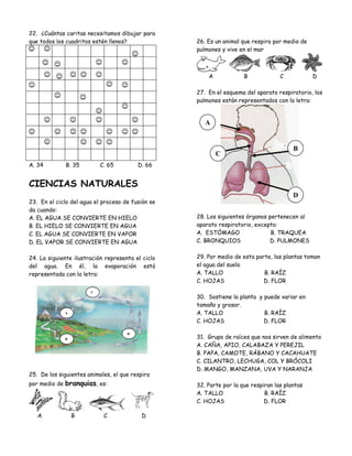 22. ¿Cuántas caritas necesitamos dibujar para
que todos los cuadritos estén llenos?              26. Es un animal que respira por medio de
                                                   pulmones y vive en el mar



                                                       A             B             C           D

                                                   27. En el esquema del aparato respiratorio, los
                                                   pulmones están representados con la letra:


                                                      A


                                                                                        B
                                                           C
A. 34          B. 35       C. 65         D. 66


CIENCIAS NATURALES
                                                                                        D
23. En el ciclo del agua el proceso de fusión se                                        F
da cuando:
A. EL AGUA SE CONVIERTE EN HIELO                   28. Los siguientes órganos pertenecen al
B. EL HIELO SE CONVIERTE EN AGUA                   aparato respiratorio, excepto:
C. EL AGUA SE CONVIERTE EN VAPOR                   A. ESTÓMAGO                 B. TRAQUEA
D. EL VAPOR SE CONVIERTE EN AGUA                   C. BRONQUIOS               D. PULMONES


24. La siguiente ilustración representa el ciclo   29. Por medio de esta parte, las plantas toman
del agua. En él, la evaporación está               el agua del suelo
representada con la letra:                         A. TALLO                 B. RAÍZ
                                                   C. HOJAS                 D. FLOR
                       C
                                                   30. Sostiene la planta y puede variar en
                                                   tamaño y grosor.
               A                                   A. TALLO                 B. RAÍZ
                                                   C. HOJAS                 D. FLOR

                                                   31. Grupo de raíces que nos sirven de alimento
                                     D
               B
                                                   A. CAÑA, APIO, CALABAZA Y PEREJIL
                                                   B. PAPA, CAMOTE, RÁBANO Y CACAHUATE
                                                   C. CILANTRO, LECHUGA, COL Y BRÓCOLI
                                                   D. MANGO, MANZANA, UVA Y NARANJA
25. De los siguientes animales, el que respira
por medio de   branquias, es:                      32. Parte por la que respiran las plantas
                                                   A. TALLO                  B. RAÍZ
                                                   C. HOJAS                  D. FLOR

   A               B        C             D
 