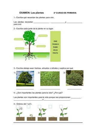 EXAMEN: Las plantas 2º CURSO DE PRIMARIA 
1.- Escribe qué necesitan las plantas para vivir. 
Las plantas necesitan ______________ , _____________y ______________ 
para vivir. 
2.- Escribe cada parte de la planta en su lugar. 
3.- Escribe debajo sean hierbas, arbustos o árboles y explica por qué. 
1) 2) 3) 
________________ __________________ _____________ 
4.- ¿Son importantes las plantas para la vida? ¿Por qué? 
Las plantas son importantes para la vida porque nos proporcionan _________ , 
__________________________ y ________________________. 
4.- Ordena del 1 al 5. 
 