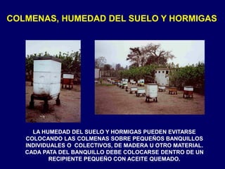LA HUMEDAD DEL SUELO Y HORMIGAS PUEDEN EVITARSE
COLOCANDO LAS COLMENAS SOBRE PEQUEÑOS BANQUILLOS
INDIVIDUALES O COLECTIVOS, DE MADERA U OTRO MATERIAL.
CADA PATA DEL BANQUILLO DEBE COLOCARSE DENTRO DE UN
RECIPIENTE PEQUEÑO CON ACEITE QUEMADO.
COLMENAS, HUMEDAD DEL SUELO Y HORMIGAS
 