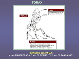 TORAX
DIAMETRO DEL TORAX:
4 mm EN OBRERAS, 4.5 mm EN REINAS, Y 5.5 mm EN ZANGANOS.
 