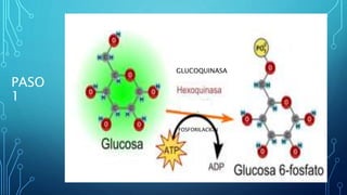 PASO
1
GLUCOQUINASA
FOSFORILACION
 