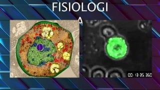 FISIOLOGI
A
 