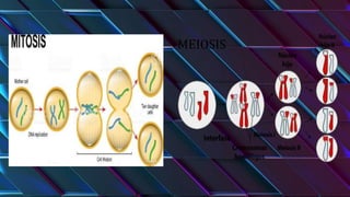 MEIOSIS
 