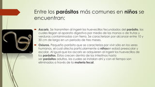 Entre los parásitos más comunes en niños se 
encuentran: 
 Ascaris. Se transmiten al ingerir los huevecillos fecundados del parásito, los 
cuales llegan al aparato digestivo por medio de las manos o de frutas y 
verduras contaminadas con tierra. Se caracterizan por alcanzar entre 10 y 
30 cm de largo en un periodo de tres meses. 
 Oxiuros. Pequeño parásito que se caracteriza por vivir sólo en los seres 
humanos, el cual afecta particularmente a niñosen edad preescolar y 
escolar. Al igual que los ascaris se adquieren al ingerir los huevecillos de 
los parásitos. Éstos crecen dentro de los intestinos hasta 
ser parásitos adultos, los cuales se instalan ahí y con el tiempo son 
eliminados a través de la materia fecal. 
 