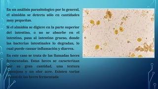En un análisis parasitologico por lo general,
el almidón se detecta sólo en cantidades
muy pequeñas.
Si el almidón se digiere en la parte superior
del intestino, o no se absorbe en el
intestino, pasa al intestino grueso, donde
las bacterias intestinales lo degradan, lo
cual puede causar inflamación y diarrea.
En este caso se trata de las llamadas heces
fermentadas. Estas heces se caracterizan
por su gran cantidad, una textura
esponjosa y un olor acre. Existen varias
causas de las heces fermentada
 