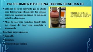 PROCEDIMIENTOS DE UNA TINCIÓN DE SUDAN III
• El Sudán III es un colorante que se utiliza
para detectar específicamente las grasas,
porque es insoluble en agua y en cambio es
soluble en las grasas.
• Al ser de color rojo, cuando se disuelve tiñe
las grasas de color rojo escarlata o
anaranjado.
Reactivos para su proceso:
• Sudán III.
• Escarlata.
• Hematoxilina o carmín
 