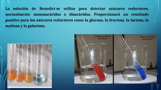 La solución de Benedict se utiliza para detectar azúcares reductores,
normalmente monosacáridos o disacáridos. Proporcionará un resultado
positivo para los azúcares reductores como la glucosa, la fructosa, la lactosa, la
maltosa y la galactosa.
 