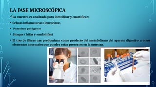 LA FASE MICROSCÓPICA
La muestra es analizada para identificar y cuantificar:
• Células inflamatorias (leucocitos),
• Parásitos patógenos
• Hongos ( hifas y seudohifas)
• El tipo de fibras que predominan como producto del metabolismo del aparato digestivo u otros
elementos anormales que pueden estar presentes en la muestra.
 