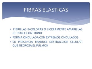  FIBRILLAS INCOLORAS O LIGERAMENTE AMARILLAS
DE DOBLE CONTORNO
 FORMA ONDULADA CON EXTREMOS ONDULADOS
 SU PRESENCIA TRADUCE DESTRUCCION CELULAR
QUE NECROSA EL PULMON
FIBRAS ELASTICAS
 