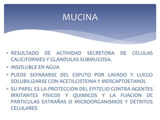  RESULTADO DE ACTIVIDAD SECRETORA DE CELULAS
CALICIFORMES Y GLANDULAS SUBMUCOSA.
 INSOLUBLE EN AGUA
 PUEDE SEPARARSE DEL ESPUTO POR LAVADO Y LUEGO
SOLUBILIZARSE CON ACETILCISTEINA Y MERCAPTOETANOL
 SU PAPEL ES LA PROTECCION DEL EPITELIO CONTRA AGENTES
IRRITANTES FISICOS Y QUIMICOS Y LA FIJACION DE
PARTICULAS EXTRAÑAS O MICROORGANISMOS Y DETRITOS
CELULARES
MUCINA
 