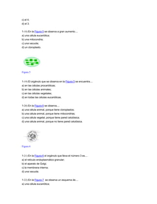 c) el 4;
d) el 3.


1-18) En la Figura 5 se observa a gran aumento....
a) una célula eucariótica;
b) una mitocondria;
c) una vacuola;
d) un cloroplasto.




Figura 5


1-19) El orgánulo que se observa en la Figura 5 se encuentra....
a) en las células procarióticas;
b) en las células animales;
c) en las células vegetales;
d) en todas las células eucarióticas.


1-20) En la Figura 6 se observa....
a) una célula animal, porque tiene cloroplastos;
b) una célula animal, porque tiene mitocondrias;
c) una célula vegetal, porque tiene pared celulósica;
d) una célula animal, porque no tiene pared celulósica.




Figura 6


1-21) En la Figura 6 el orgánulo que lleva el número 3 es....
a) el retículo endoplasmático granular;
b) el aparato de Golgi;
c) la membrana interna;
d) una vacuola.


1-22) En la Figura 7 se observa un esquema de....
a) una célula eucariótica;
 