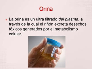 Orina
 La orina es un ultra filtrado del plasma, a
través de la cual el riñón excreta desechos
tóxicos generados por el metabolismo
celular.
 