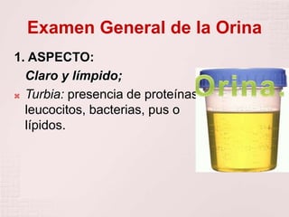 Examen General de la Orina
1. ASPECTO:
Claro y límpido;
 Turbia: presencia de proteínas,
leucocitos, bacterias, pus o
lípidos.
 