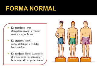    En asténicos: tórax
    alargado, estrecho y con las
    costilla muy oblicuas.

   En pícnicos: tórax
    corto, globuloso y costillas
    horizontales.

   En atléticos: llama la atención
    el grosor de la musculatura y
    la robustez de las partes óseas.
 