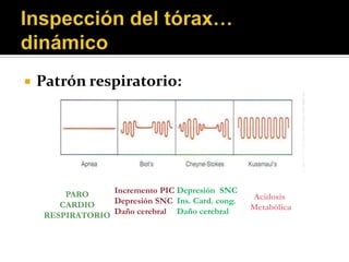    Patrón respiratorio:




         PARO     Incremento PIC Depresión SNC
                  Depresión SNC Ins. Card. cong.   Acidosis
        CARDIO                                     Metabólica
     RESPIRATORIO Daño cerebral Daño cerebral
 