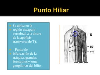    Se ubica en la
   región escapulo-
    vertebral, a la altura
    de la apófisis
    transversa de T3.

   - Punto de
   bifurcación de la
    tráquea, grandes
    bronquios y zona
    ganglionar del hilio.
 