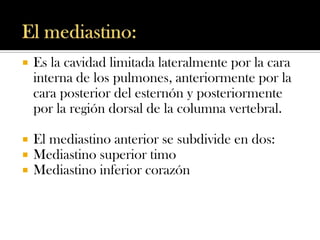    Es la cavidad limitada lateralmente por la cara
    interna de los pulmones, anteriormente por la
    cara posterior del esternón y posteriormente
    por la región dorsal de la columna vertebral.

   El mediastino anterior se subdivide en dos:
   Mediastino superior timo
   Mediastino inferior corazón
 