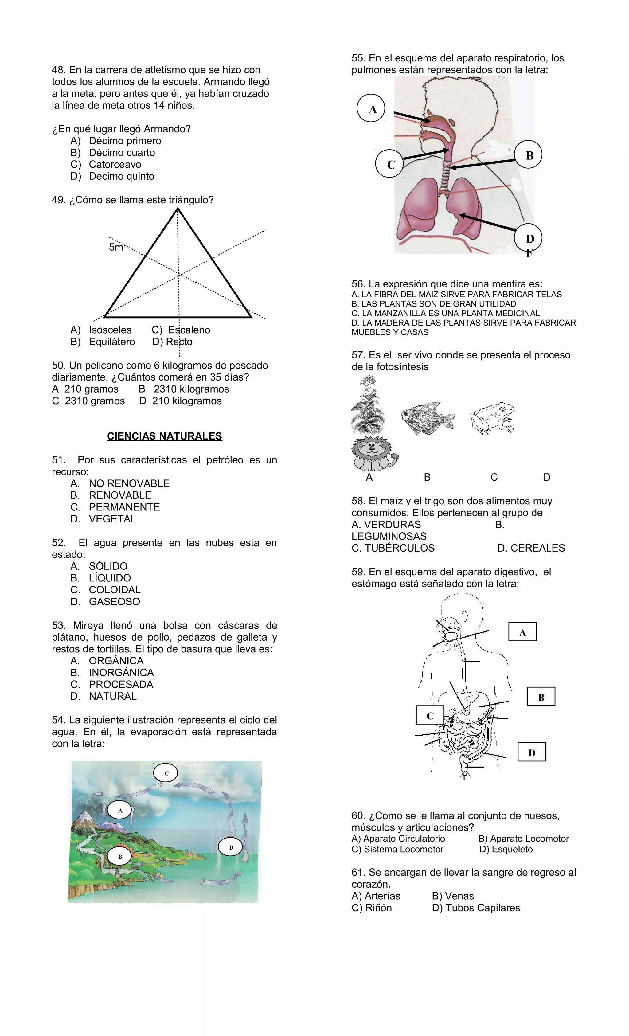48. En la carrera de atletismo que se hizo con
todos los alumnos de la escuela. Armando llegó
a la meta, pero antes que él, ya habían cruzado
la línea de meta otros 14 niños.
¿En qué lugar llegó Armando?
A) Décimo primero
B) Décimo cuarto
C) Catorceavo
D) Decimo quinto
49. ¿Cómo se llama este triángulo?
5m 5m
5m
A) Isósceles C) Escaleno
B) Equilátero D) Recto
50. Un pelicano como 6 kilogramos de pescado
diariamente, ¿Cuántos comerá en 35 días?
A 210 gramos B 2310 kilogramos
C 2310 gramos D 210 kilogramos
CIENCIAS NATURALES
51. Por sus características el petróleo es un
recurso:
A. NO RENOVABLE
B. RENOVABLE
C. PERMANENTE
D. VEGETAL
52. El agua presente en las nubes esta en
estado:
A. SÓLIDO
B. LÍQUIDO
C. COLOIDAL
D. GASEOSO
53. Mireya llenó una bolsa con cáscaras de
plátano, huesos de pollo, pedazos de galleta y
restos de tortillas. El tipo de basura que lleva es:
A. ORGÁNICA
B. INORGÁNICA
C. PROCESADA
D. NATURAL
54. La siguiente ilustración representa el ciclo del
agua. En él, la evaporación está representada
con la letra:
55. En el esquema del aparato respiratorio, los
pulmones están representados con la letra:
56. La expresión que dice una mentira es:
A. LA FIBRA DEL MAIZ SIRVE PARA FABRICAR TELAS
B. LAS PLANTAS SON DE GRAN UTILIDAD
C. LA MANZANILLA ES UNA PLANTA MEDICINAL
D. LA MADERA DE LAS PLANTAS SIRVE PARA FABRICAR
MUEBLES Y CASAS
57. Es el ser vivo donde se presenta el proceso
de la fotosíntesis
A B C D
58. El maíz y el trigo son dos alimentos muy
consumidos. Ellos pertenecen al grupo de
A. VERDURAS B.
LEGUMINOSAS
C. TUBÉRCULOS D. CEREALES
59. En el esquema del aparato digestivo, el
estómago está señalado con la letra:
60. ¿Como se le llama al conjunto de huesos,
músculos y articulaciones?
A) Aparato Circulatorio B) Aparato Locomotor
C) Sistema Locomotor D) Esqueleto
61. Se encargan de llevar la sangre de regreso al
corazón.
A) Arterías B) Venas
C) Riñón D) Tubos Capilares
A
B
C
D
A
B
C
D
F
A
B
D
C
 