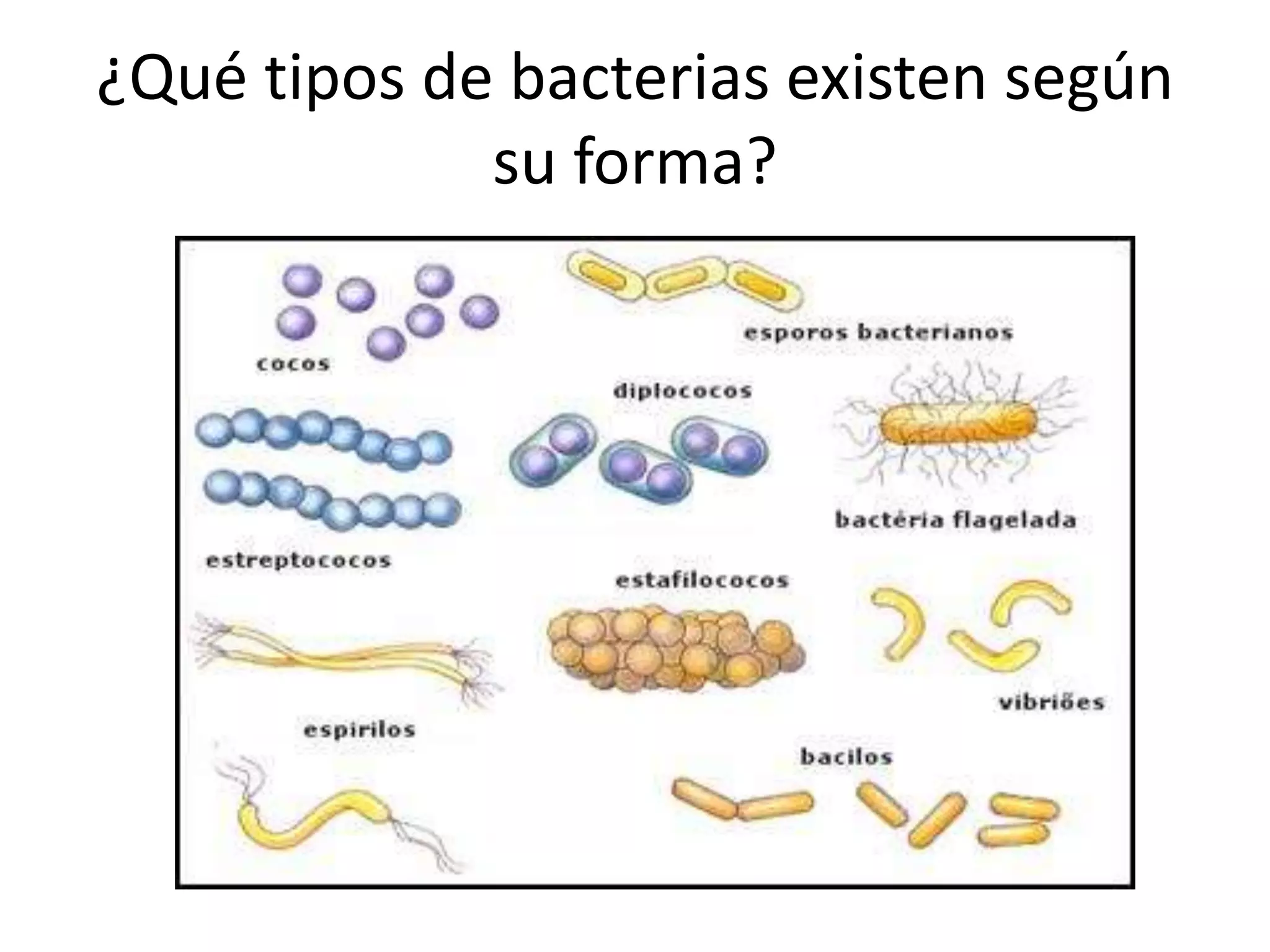 Examen diagnóstico bacter | PPT
