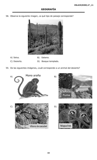 ENLACE(RIEB).3°_11
15
GEOGRAFÍA
58. Observa la siguiente imagen, ¿a qué tipo de paisaje corresponde?
A) Selva. B) Sabana.
C) Desierto. D) Bosque templado.
59. De las siguientes imágenes, ¿cuál corresponde a un animal del desierto?
A) B)
C) D)
Mono araña
 