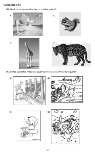 ENLACE.RIEB_3°PRI
42
146.¿Cuál de estos animales vive en la selva tropical?
A) B)
C) D)
147.De las siguientes imágenes, ¿cuál representa una actividad pesquera?
A) B)
C) D)
 