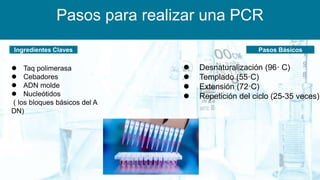 Pasos para realizar una PCR
Ingredientes Claves
 Taq polimerasa
 Cebadores
 ADN molde
 Nucleótidos
( los bloques básicos del A
DN)
 Desnaturalización (96· C)
 Templado (55·C)
 Extensión (72·C)
 Repetición del ciclo (25-35 veces)
Pasos Básicos
 