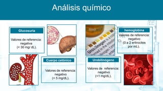 Análisis químico
Glucosuria
Valores de referencia:
negativa
(< 30 mg/ dL).
hemoglobina
Valores de referencia:
negativo
(0 a 2 eritrocitos
por mL).
Urobilinógeno
Valores de referencia:
negativo
(<1 mg/dL).
Cuerpo cetónico
Valores de referencia:
negativo
(< 5 mg/dL).
 