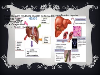 Funcion hepaticaHaga clic para modificar el estilo de texto del patrón
Segundo nivel
● Tercer nivel
● Cuarto nivel
● Quinto nivel
 