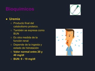 Bioquímicos
● Uremia
○ Producto final del
catabolismo proteico.
○ También se expresa como
BUN
○ Es otra medida de la
función renal
○ Depende de la ingesta y
estado de hidratación
○ Valor normal entre 20 y
40 mg/dl
○ BUN: 9 - 19 mg/dl
 