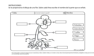 https://www.google.co.ve/search?q=diagramas+para+completar&espv=2&biw=1366&bih=638&source=lnms&tbm=isch&sa=X&ved=0ahUKEwj6v83KybjPAhXLlh4KHRDQCIIQ_AUIBigB#tbm=isch&q=partes+de+la+flo
ara+colorear&imgrc=p29uVFD3PwSnyM%3A
INSTRUCCIONES:
Se te proporciona el dibujo de una flor. Sobre cada línea escribe el nombre de la parte que se señale.
 