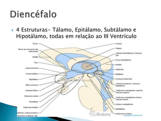    4 Estruturas- Tálamo, Epitálamo, Subtálamo e
    Hipotálamo, todas em relação ao III Ventrículo
 