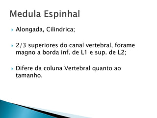    Alongada, Cilindrica;

   2/3 superiores do canal vertebral, forame
    magno a borda inf. de L1 e sup. de L2;

   Difere da coluna Vertebral quanto ao
    tamanho.
 