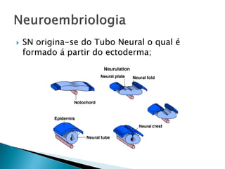    SN origina-se do Tubo Neural o qual é
    formado á partir do ectoderma;
 