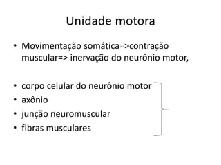 Unidade motora
• Movimentação somática=>contração
muscular=> inervação do neurônio motor,
• corpo celular do neurônio motor
• axônio
• junção neuromuscular
• fibras musculares
 