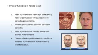• Evaluar función del nervio facial
1. Pedir al paciente que cierre ojos con fuerza y
notar si los músculos orbiculares unen los
parpados por completo.
2. Medir fuerzan usando los dedos para abrir
parpados.
3. Pedir al paciente que sonríe y muestre los
dientes. Notar simetría.
4. Diferencial entre parálisis central y periférica
pidiendo al paciente que frunza el ceño y
levante las cejas.
 