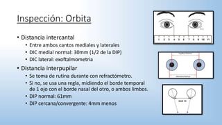 Inspección: Orbita
• Distancia intercantal
• Entre ambos cantos mediales y laterales
• DIC medial normal: 30mm (1/2 de la DIP)
• DIC lateral: exoftalmometria
• Distancia interpupilar
• Se toma de rutina durante con refractómetro.
• Si no, se usa una regla, midiendo el borde temporal
de 1 ojo con el borde nasal del otro, o ambos limbos.
• DIP normal: 61mm
• DIP cercana/convergente: 4mm menos
 