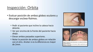 • Evaluar posición de ambos globos oculares y
descargar en/exo-ftalmos.
• Pedir al paciente que incline la cabeza hacia
delante.
• Ver por encima de la frente del paciente hacia
abajo.
• Elevar ambos parpados superiores.
• Notar la posición de ambos globos en relación
con el otro. Anotar si es la diferencia es mayor
de 2mm.
Inspección: Orbita
 