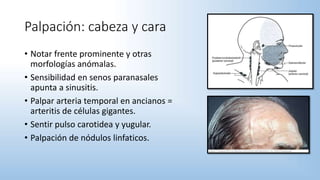 Palpación: cabeza y cara
• Notar frente prominente y otras
morfologías anómalas.
• Sensibilidad en senos paranasales
apunta a sinusitis.
• Palpar arteria temporal en ancianos =
arteritis de células gigantes.
• Sentir pulso carotidea y yugular.
• Palpación de nódulos linfaticos.
 