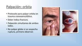 Palpación: orbita
• Protocolo para palpar orbita en
trauma craneoencefálico.
• Dolor indica fractura.
• Palpación simultanea de ambos
lados.
• No palpar globo si se sospecha
ruptura, primero observar.
 
