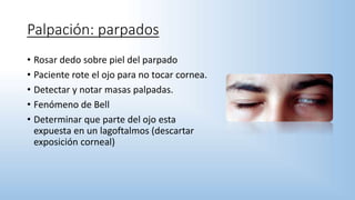 Palpación: parpados
• Rosar dedo sobre piel del parpado
• Paciente rote el ojo para no tocar cornea.
• Detectar y notar masas palpadas.
• Fenómeno de Bell
• Determinar que parte del ojo esta
expuesta en un lagoftalmos (descartar
exposición corneal)
 