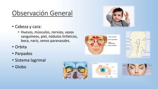 Observación General
• Cabeza y cara:
• Huesos, músculos, nervios, vasos
sanguíneos, piel, nódulos linfaticos,
boca, nariz, senos paranasales.
• Orbita
• Parpados
• Sistema lagrimal
• Globo
 