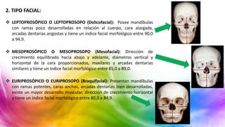 2. TIPO FACIAL:
 LEPTOPROSÓPICO O LEPTOPROSOPO (Dolicofacial): Posee mandíbulas
con ramas poco desarrolladas en relación al cuerpo, cara alargada,
arcadas dentarias angostas y tiene un índice facial morfológico entre 90,0
a 94,9.
 MESOPROSÓPICO O MESOPROSOPO (Mesofacial): Dirección de
crecimiento equilibrado hacia abajo y adelante, diámetros vertical y
horizontal de la cara proporcionados, maxilares y arcadas dentarias
similares y tiene un índice facial morfológico entre 85,0 a 89,0.
 EURIPROSÓPICO O EURIPROSOPO (Braquifacial): Presentan mandíbulas
con ramas potentes, caras anchas, arcadas dentarias bien desarrolladas,
existe un mayor desarrollo muscular, dirección de crecimiento horizontal
y tiene un índice facial morfológico entre 80,0 a 84,9.
 