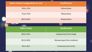 Índice Craneal Longitudinal en mm Clasificación
70,0 a 74,9 Dolicocráneo
75,0 a 79,0 Mesocráneo
80,0 a 84,9 Braquicráneo
Índice Facial Clasificación
90,0 a 94,9 Leptoprosopo (Cara larga)
85,0 a 89,0 Mesoprosopo (Cara mediana)
80,0 a 84,9 Euriprosopo (Cara ancha)
 