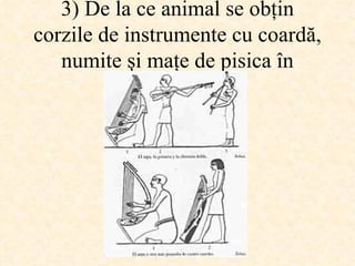 3)  De la ce animal se obţin corzile de instrumente cu coardă, numite şi maţe de pisica în spaniolă ? 