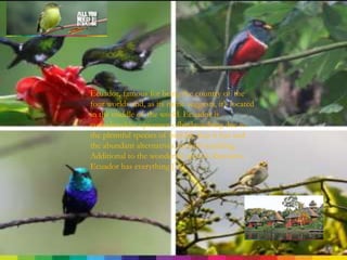Ecuador, famous for being the country of the
four worlds and, as its name suggests, it’s located
in the middle of the world. Ecuador is
consideredthe epicenter ofbirdwatching due to
the plentiful species of bird life that it has and
the abundant alternatives for bird watching.
Additional to the wonderful species thatowns,
Ecuador has everything […]
 