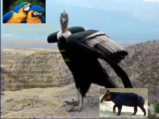 ESPECIES AMENAZADAS O EN
PELIGRO DE EXTINCION
Por: Biol. Darwin Vega C.
El Ecuador es poseedor de una gran
riqueza de flora y fauna silvestres. Sin
embargo estos recursos naturales han sido
sustancialmente alterados por la
deforestación, el comercio ilegal de
especies, la cacería furtiva, quema de los
bosques,etc., lo que ha ocasionado que
muchas de las especies silvestres del
Ecuador se encuentren amenazadas o en
peligro de extinción. La verdad es que si
no ayudamos a salvarlas, puede ser la
ultima generación de estos animales que
pueda ver la hermosura de nuestro país.
En el presente reportaje vamos a conocer
algunos de ellos.
 