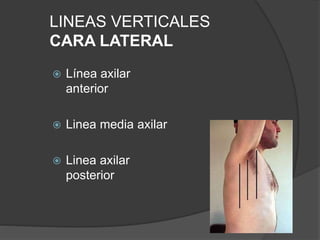 LINEAS VERTICALES
CARA LATERAL
 Línea axilar
anterior
 Linea media axilar
 Linea axilar
posterior
 